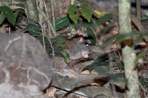 Giant White-tailed Rat (Uromys caudimaculatus)